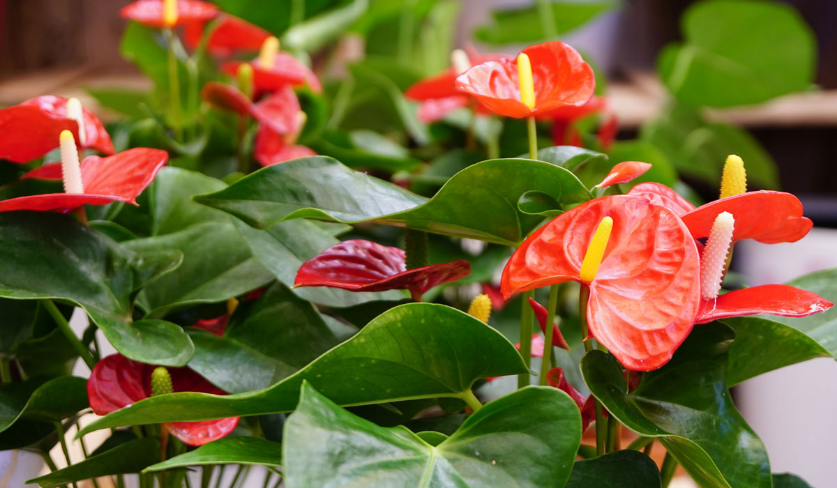 Anthurium
