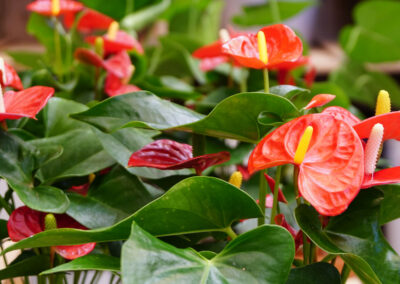 Anthurium