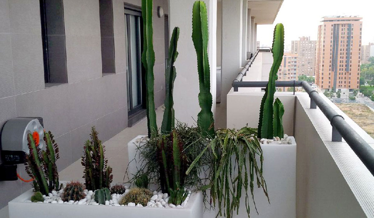 Cactus ejemplares para una jardinería de bajo mantenimiento en terrazas
