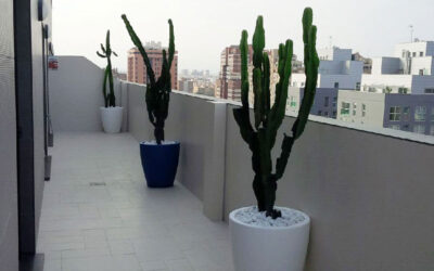 Cactus ejemplares