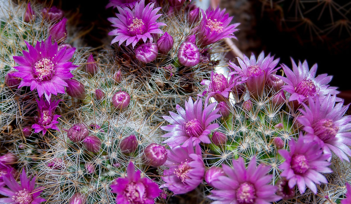 Floración en cactus