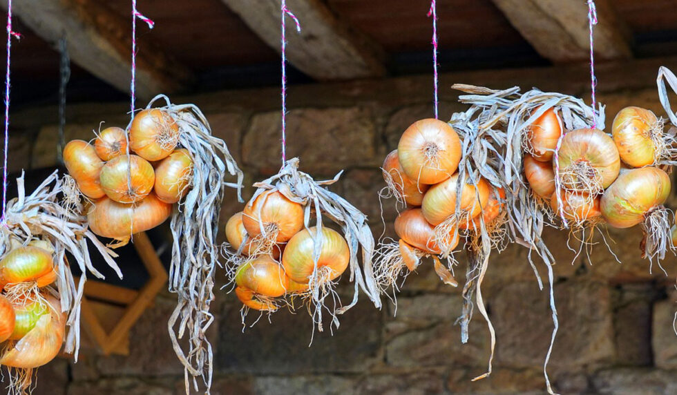 Variedades de cebolla y fechas de