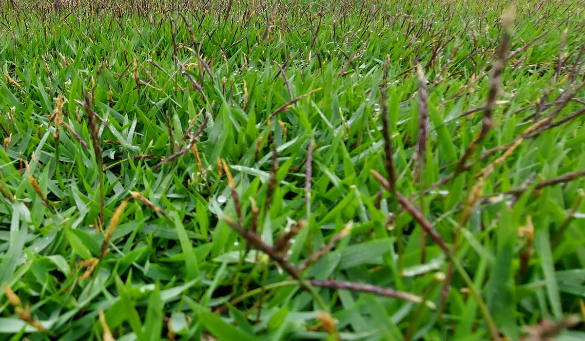 Césped Zoysia mediterranea