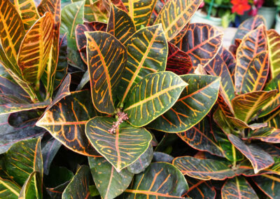 Croton