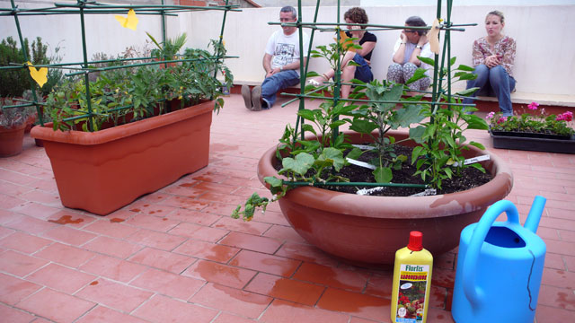 Cultivo de hortalizas en jardineras | Jardinería TOT en U