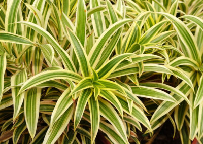 Dracaena