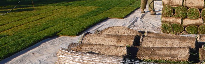 Envío de césped en tepe Envío de césped en tepe