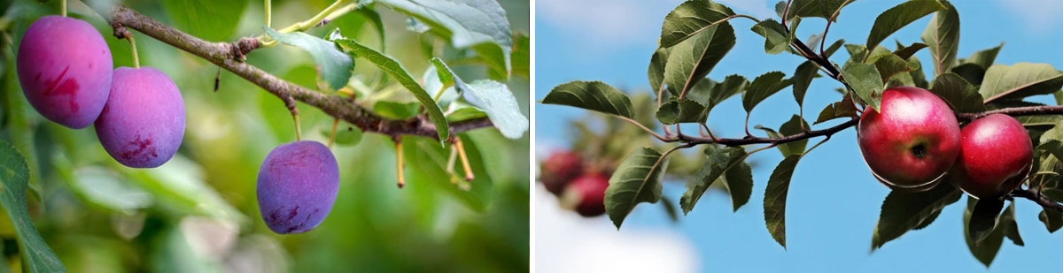 Frutas en árboles, ciruelas y manzanas