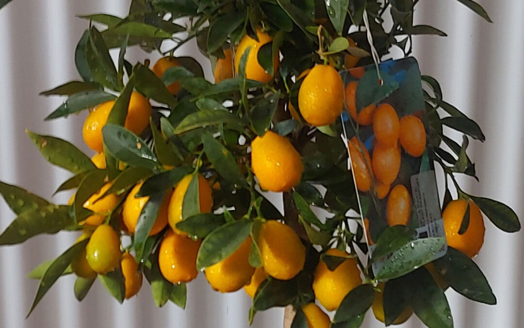 Kumquat, un cítrico de piel comestible