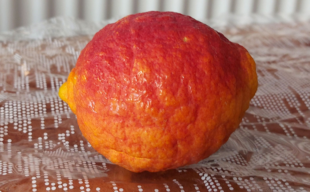 Limón rojo (Citrus limonimedica pigmentata)