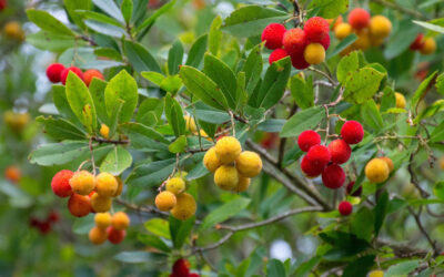 Arbutus unedo