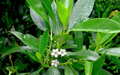 Myoporum acuminatum