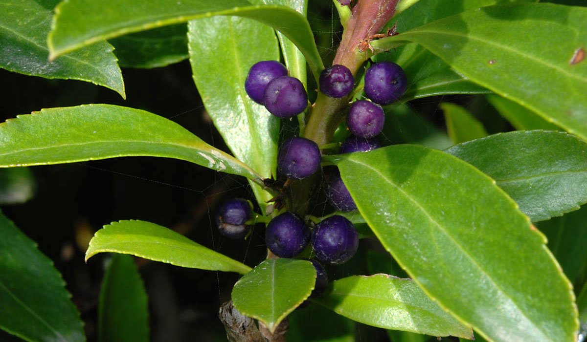 Myoporum acuminatum, fruto