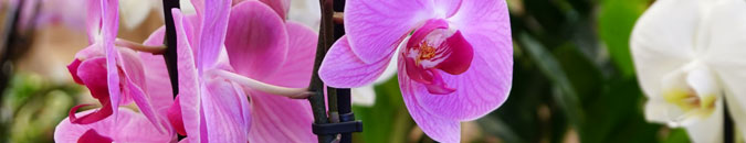 Flores y plantas para el Día de la Madre