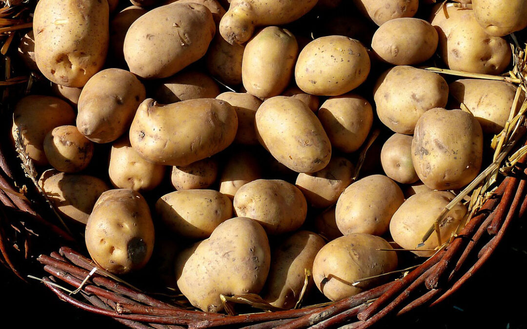 Cosecha de patatas