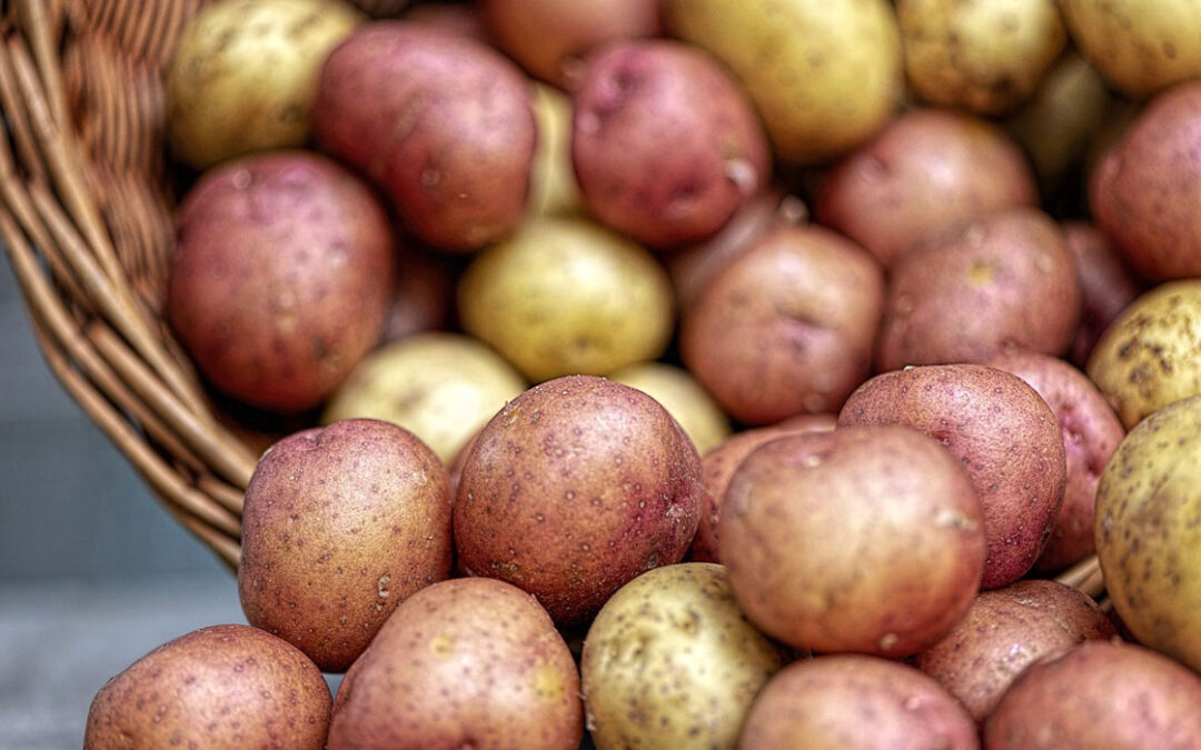 Patatas, nueva cosecha