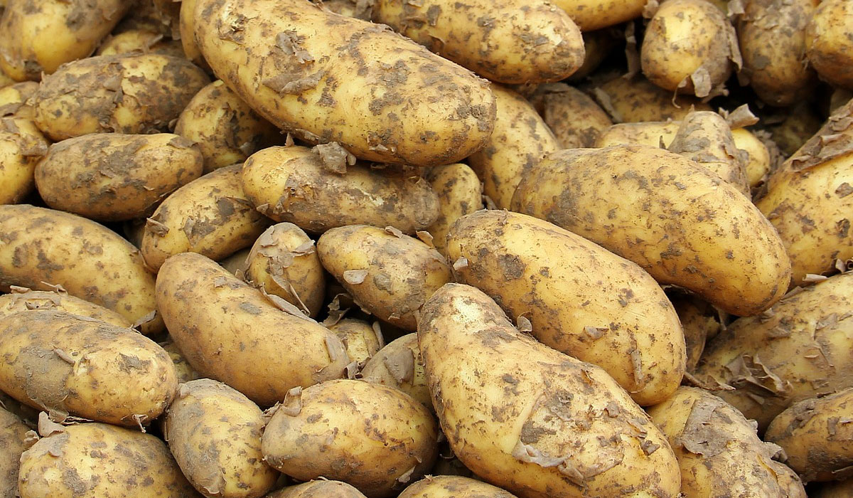 Patatas, nueva cosecha