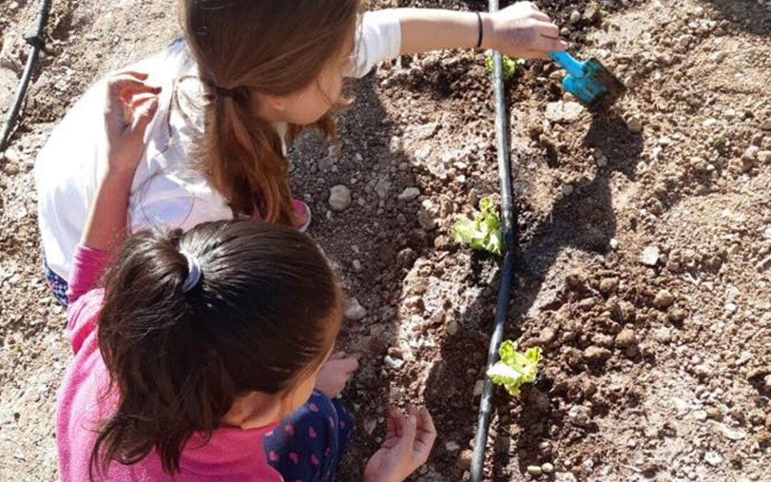 Plantación de hortalizas en colegios