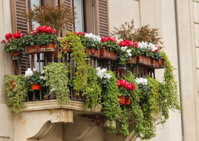 Plantas en balcones