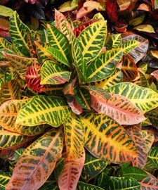 Plantas de interior