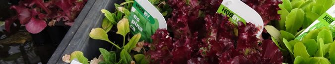 Planteles hortícolas para otoño e invierno