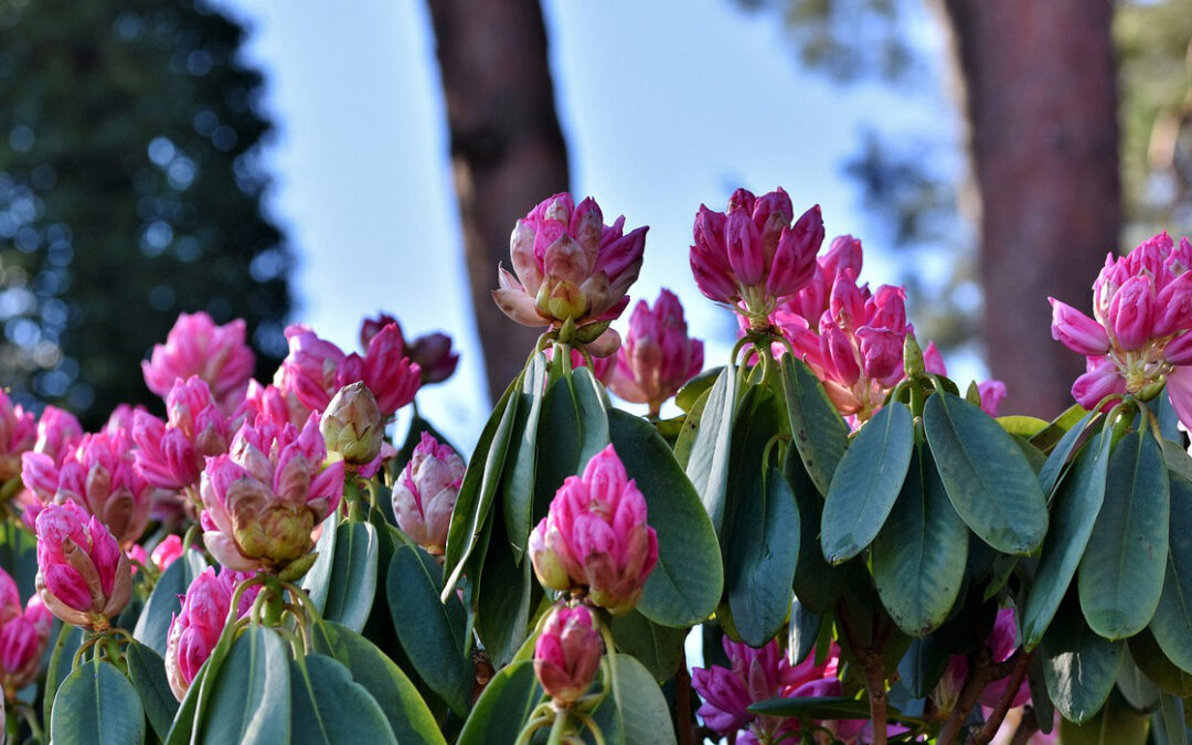 Centro de producción Repelente Certificado Rododendro, planta en maceta y jardín | Jardinería TOT en U en Valencia