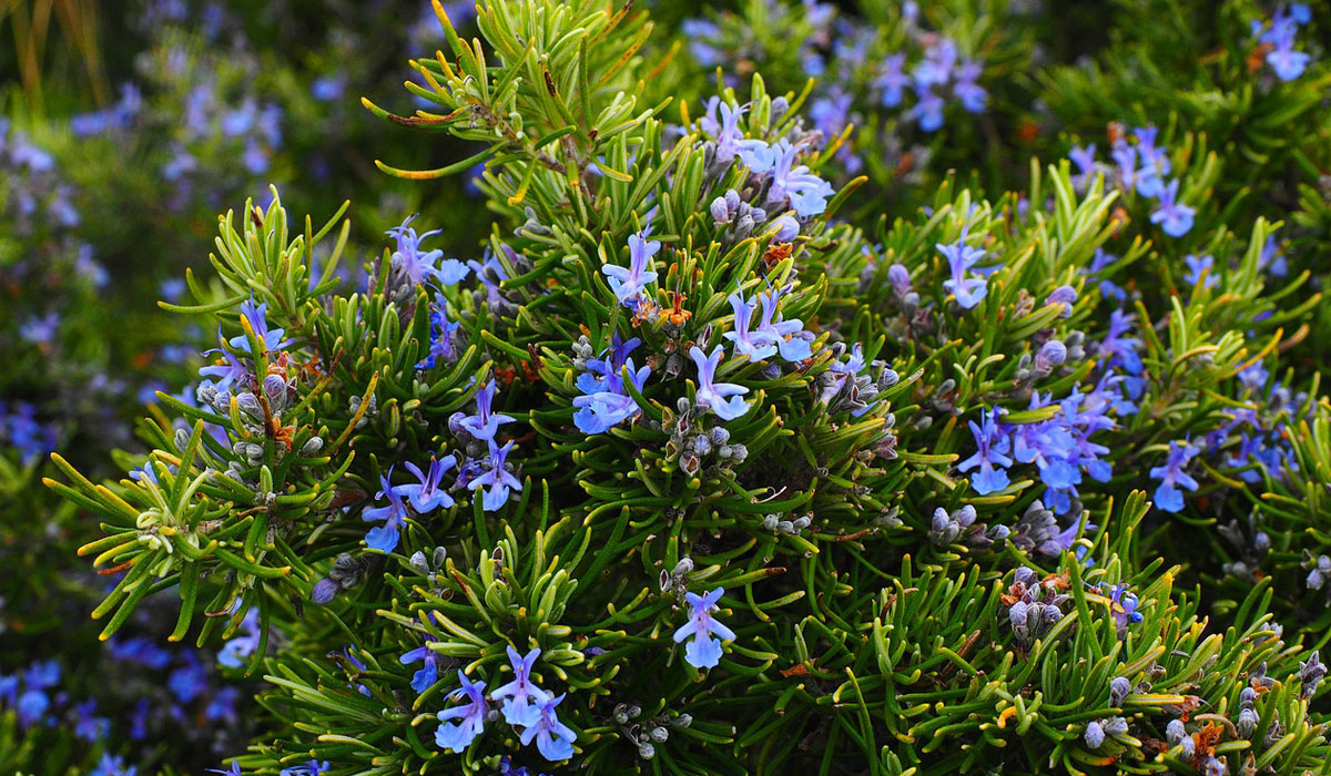 Rosmarinus officinalis en floración