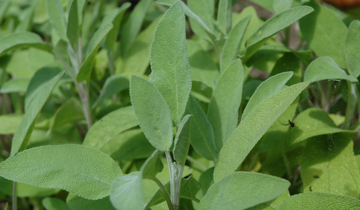 Salvia officinalis en Tot en Ú