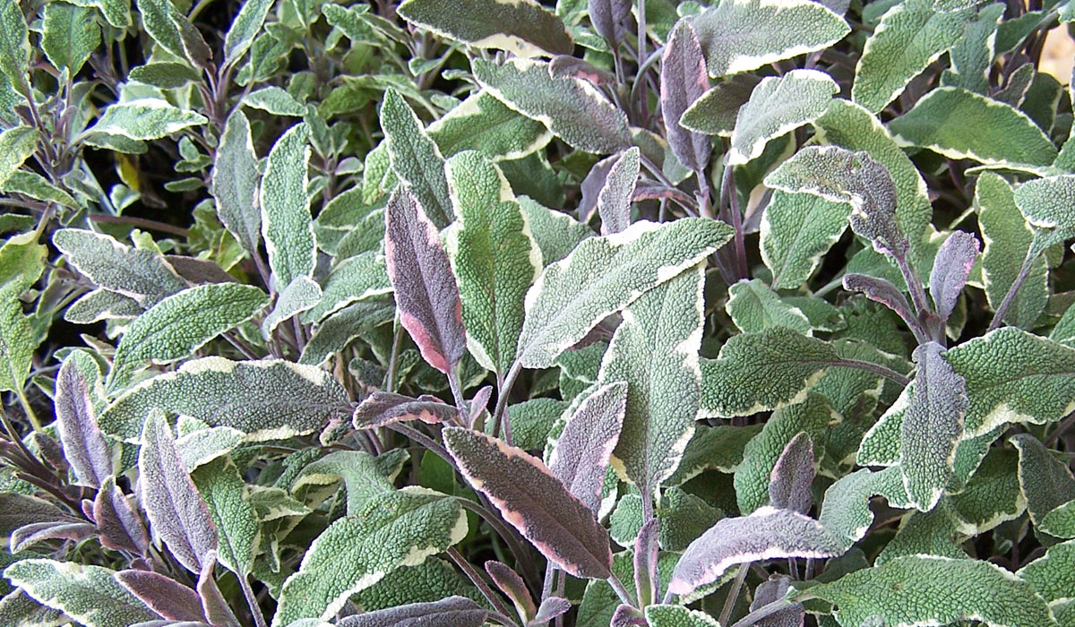 Salvia officinalis tricolor en Tot en Ú
