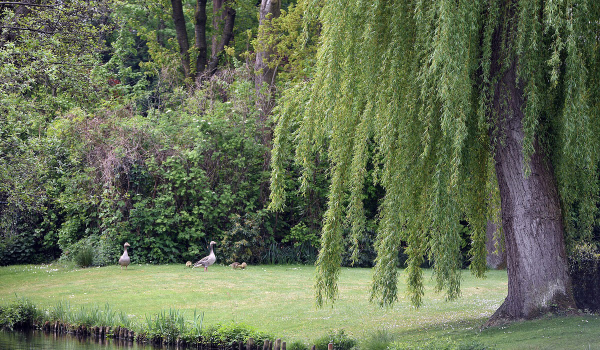 Sauce llorón Jardinería TOT en U en Valencia