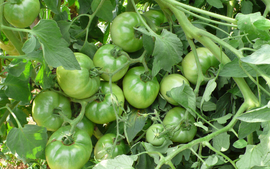 El cultivo del tomate