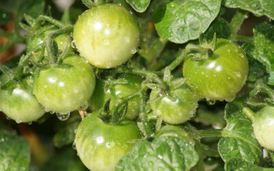 Planteles de tomate en Valencia