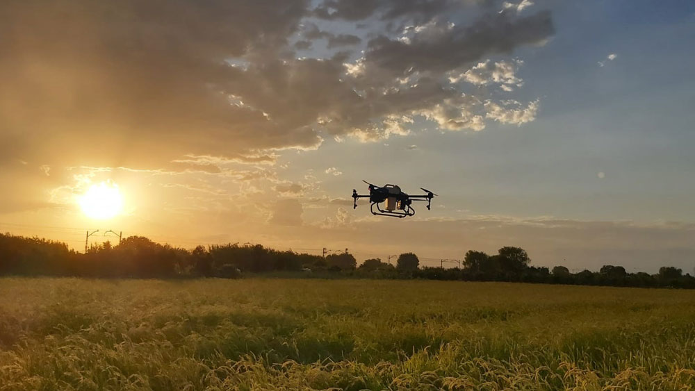Tratamiento sobre arrozales con dron