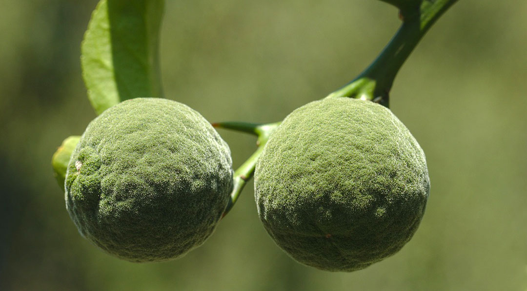 Fruto verde del yuzu o citrus junos