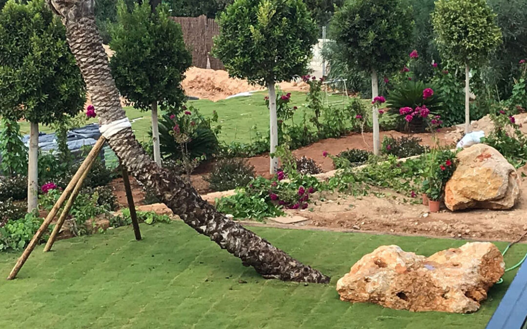 Césped Zoysia Geo