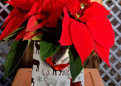 Centro de Navidad en Tot en Ú
