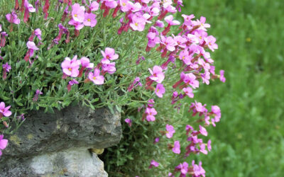Arabis blepharophylla