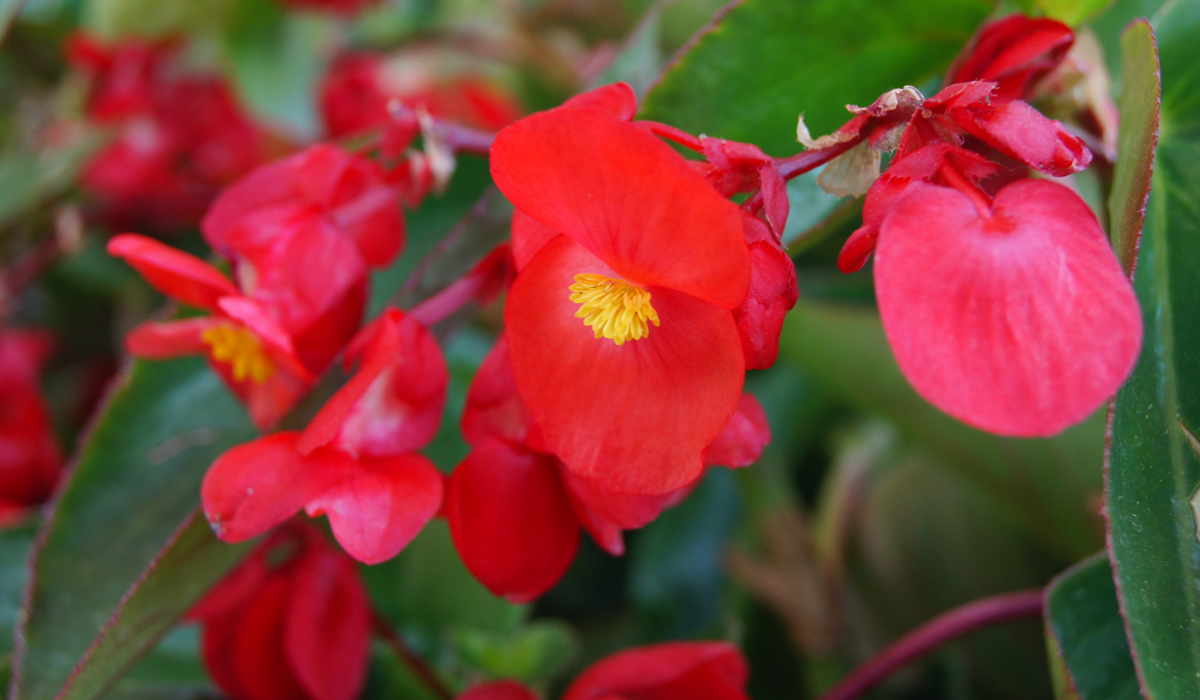 Begonia Dragon Wing | Jardinería TOT en U en Valencia