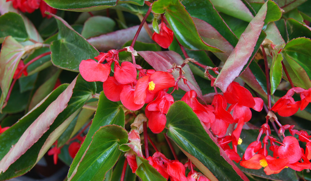 Begonia Dragon Wing | Jardinería TOT en U en Valencia