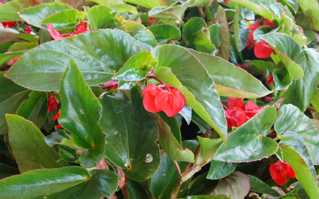 Begonia Dragon Wing | Jardinería TOT en U en Valencia