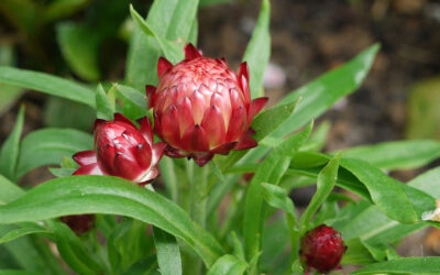 Bracteantha bracteata