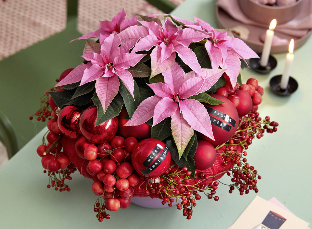 Centro floral, Princettia rosa