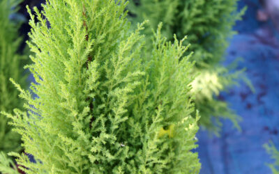Ciprés Gold Crest