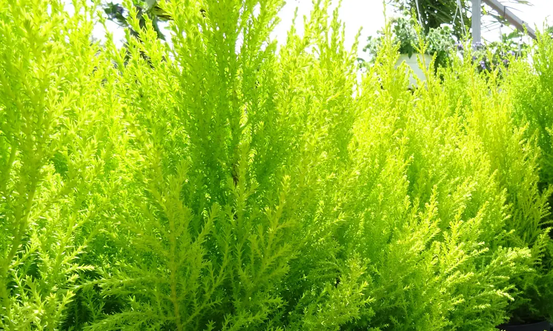 Ciprés Gold Crest