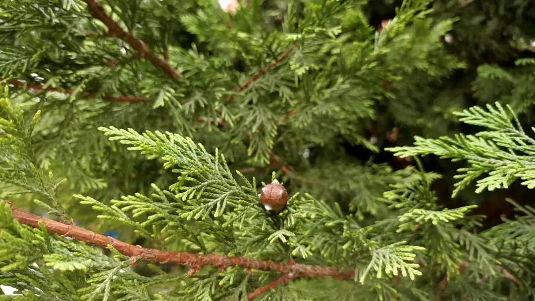 Cupressocyparis leylandii