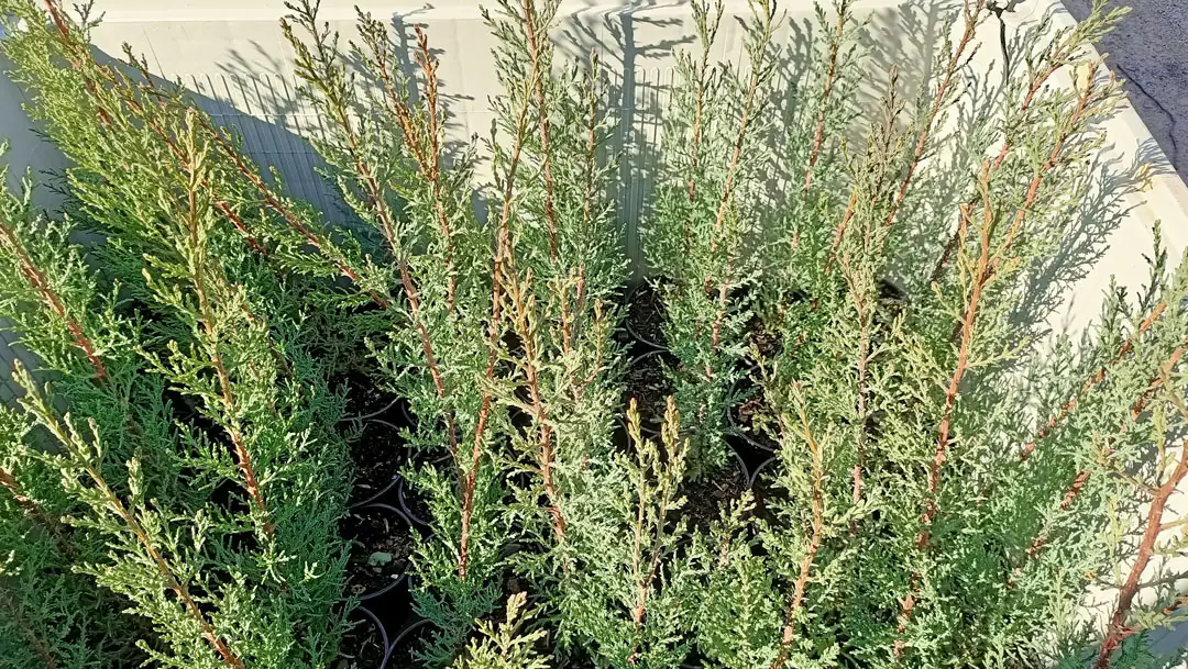 Cupressus sempervirens en Tot en Ú