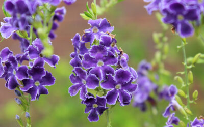 Duranta repens