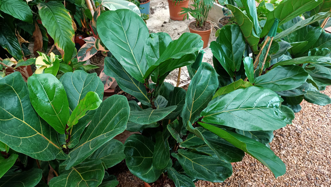 Ficus lyrata o árbol lira, en varios formatos Tot en Ú