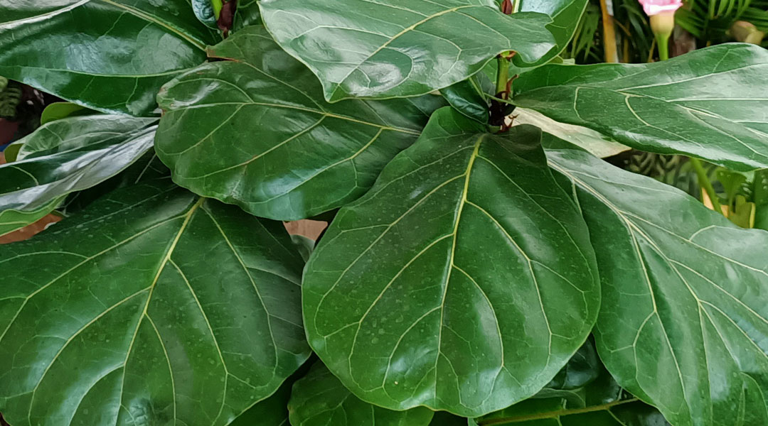 Ficus lyrata o árbol lira, follaje, en tot en Ú