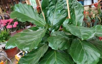 Ficus lyrata